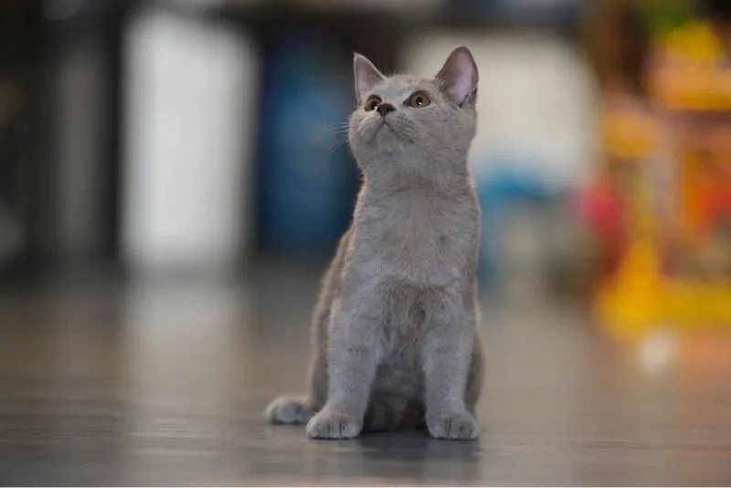 ลูกแมวสก๊อตติชโฟล์