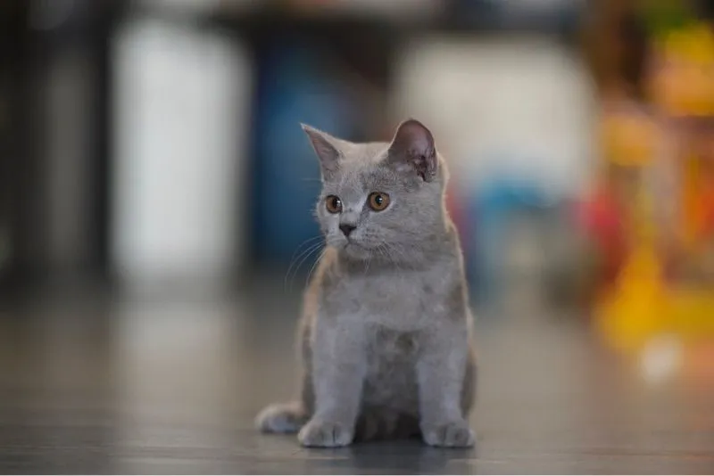 ลูกแมวสก๊อตติชโฟล์