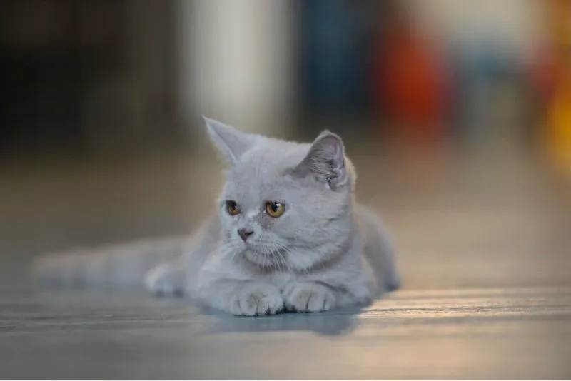 ลูกแมวสก๊อตติชโฟล์