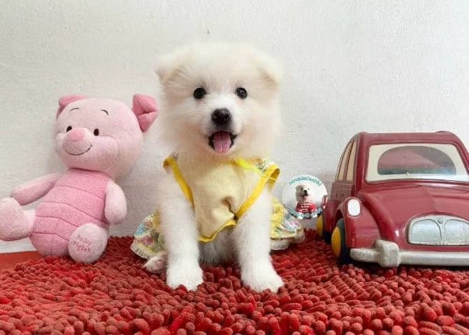 ลูกสปิตซ์แท้ ผู้ 4 เมีย 2 ตัวอ้วนกลม แน่นๆ หาบ้าน