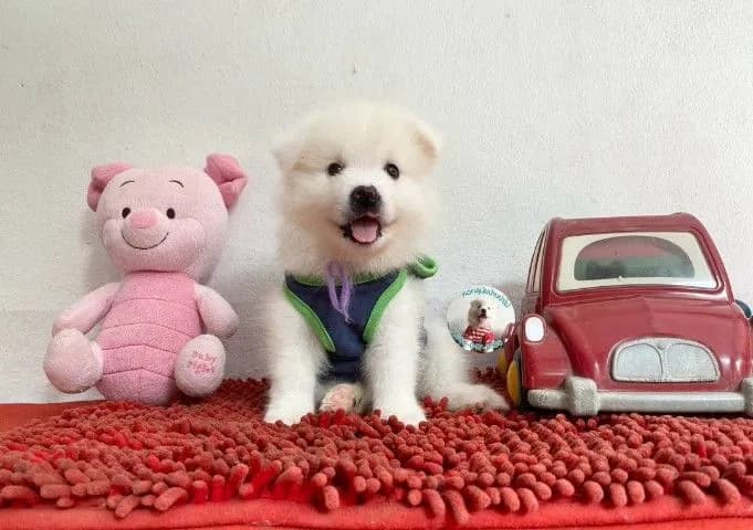 ลูกสปิตซ์แท้ ผู้ 4 เมีย 2 ตัวอ้วนกลม แน่นๆ หาบ้าน
