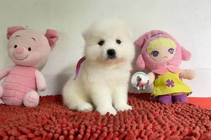 ลูกสปิตซ์แท้ ผู้ 4 เมีย 2 ตัวอ้วนกลม แน่นๆ หาบ้าน