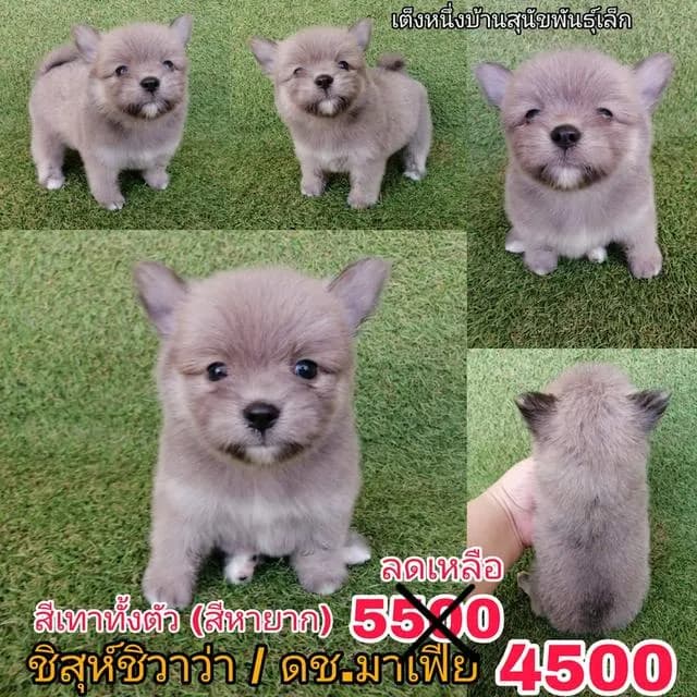 ด่วน!! ชิสุห์ผสมชิวาว่า ปกติ 5500 ลดเหลือ 4500 พร้อมย้าย