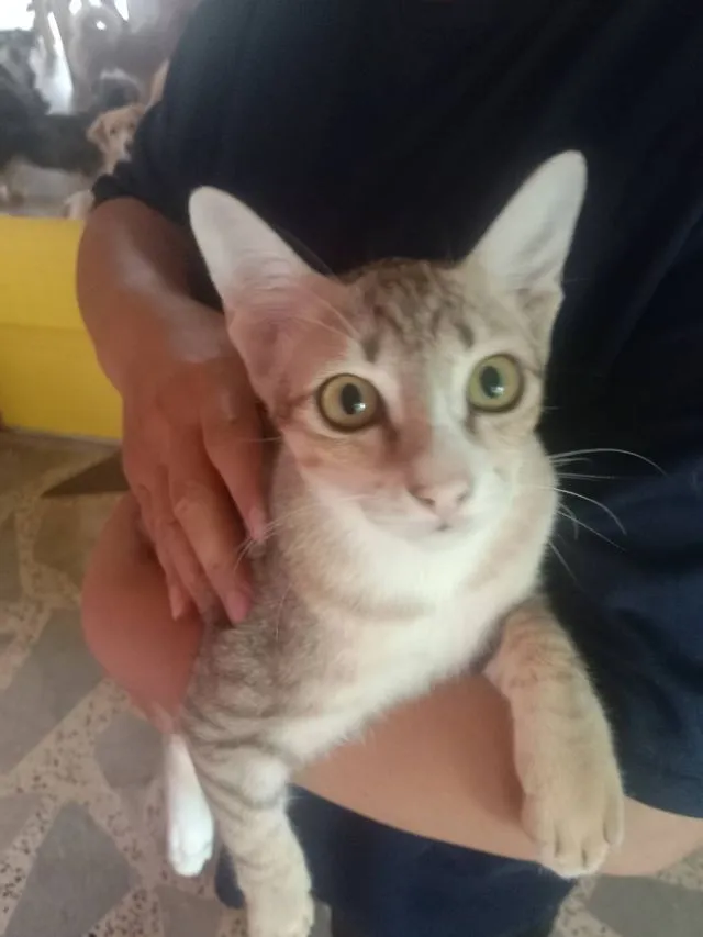 น้องแมว