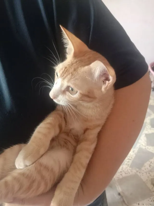 น้องแมว
