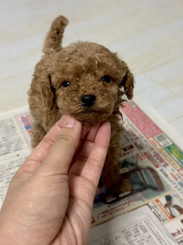 ว่างPOKO 🎌ดญ.POJI ติดจองแล้วค่ะ📍