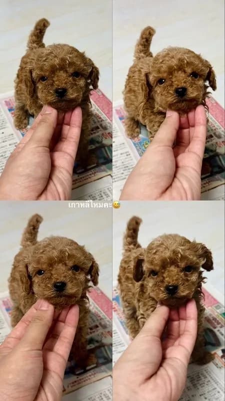 ว่างPOKO 🎌ดญ.POJI ติดจองแล้วค่ะ📍