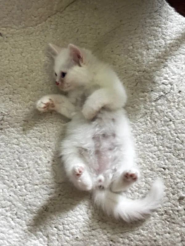 น้องแมวเปอร์เซีย