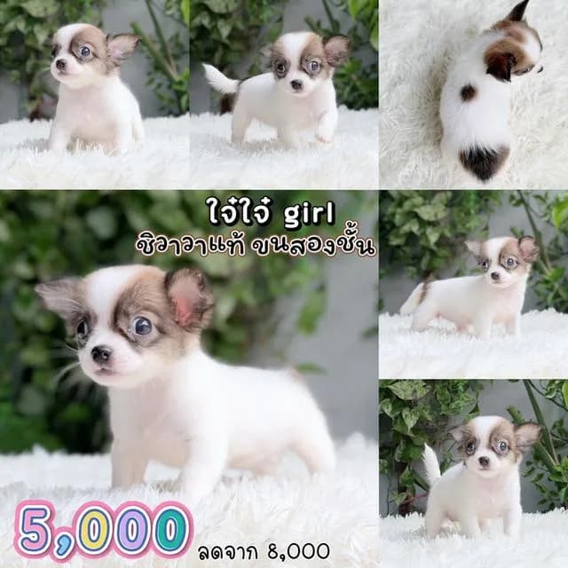 ชิวาวาแท้ ขนสองชั้นเพศเมีย