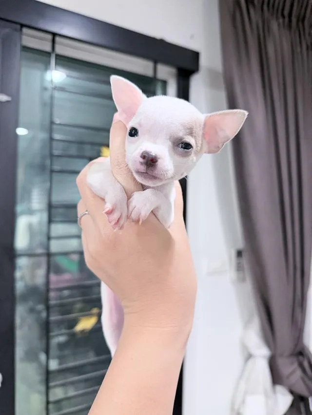 ชิวาวาแท้ขนสั้น พร้อมย้ายบ้าน