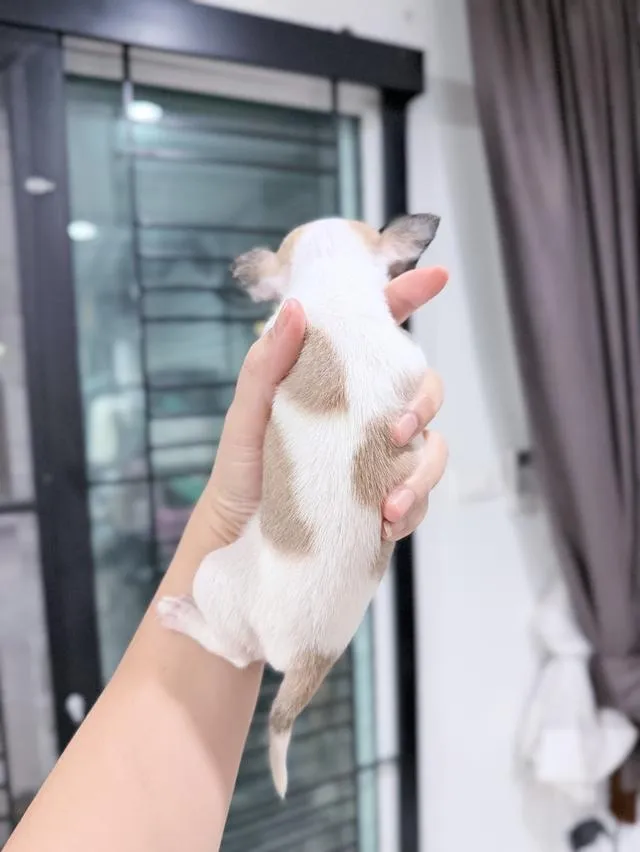 ชิวาวาแท้ขนสั้น พร้อมย้ายบ้าน