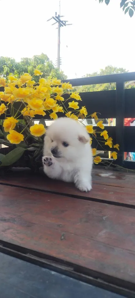 ขายลูกสุนัขพันธุ์ปอม
