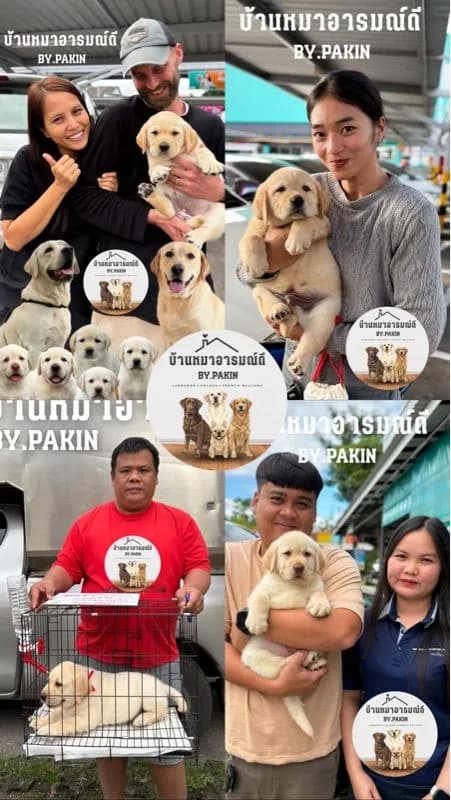 ลาบราดอร์ผู้ชายสีดำ สายเลือดแท้ โครงสร้างใหญ่
