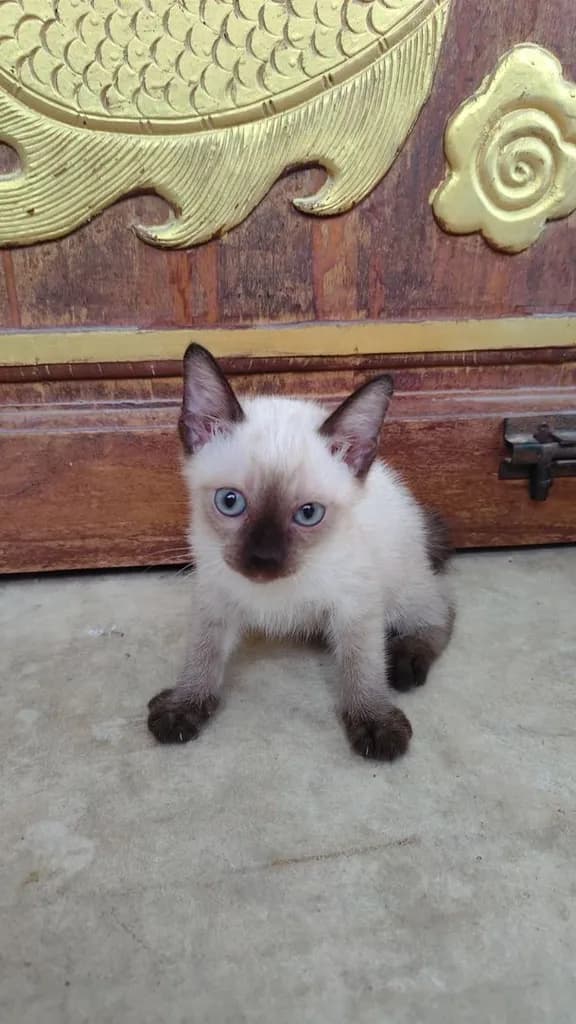 ลูกแมววิเชียรมาศแท้!!! (เหลือ2ตัวสุดท้ายจ้า)