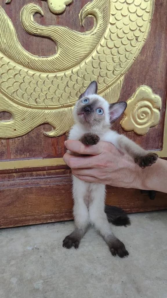 ลูกแมววิเชียรมาศแท้!!! (เหลือ2ตัวสุดท้ายจ้า)