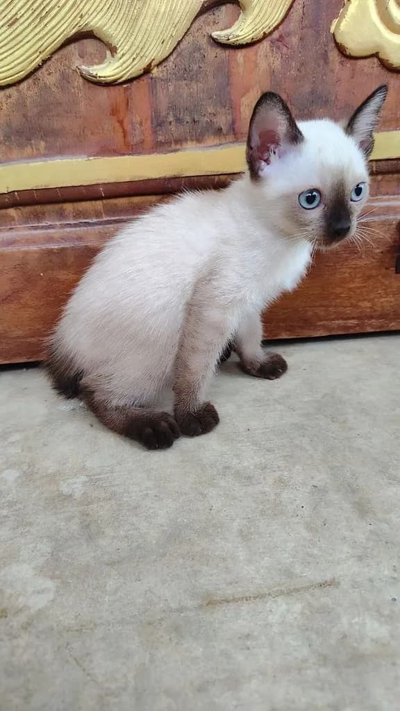 ลูกแมววิเชียรมาศแท้!!! (เหลือ2ตัวสุดท้ายจ้า)