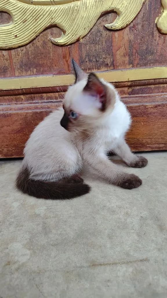 ลูกแมววิเชียรมาศแท้!!! (เหลือ2ตัวสุดท้ายจ้า)