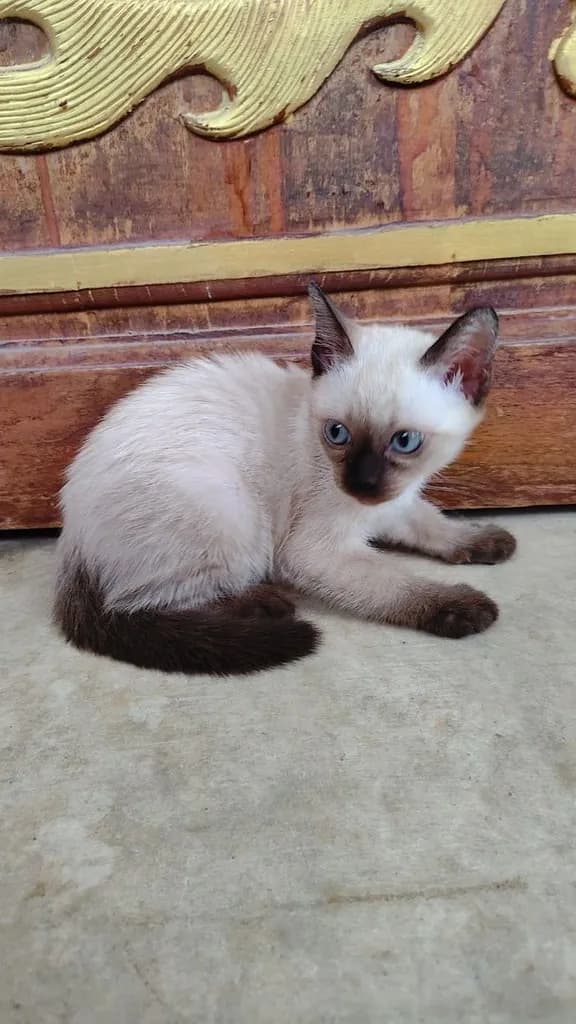 ลูกแมววิเชียรมาศแท้!!! (เหลือ2ตัวสุดท้ายจ้า)