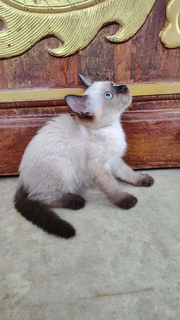 ลูกแมววิเชียรมาศแท้!!! (เหลือ2ตัวสุดท้ายจ้า)