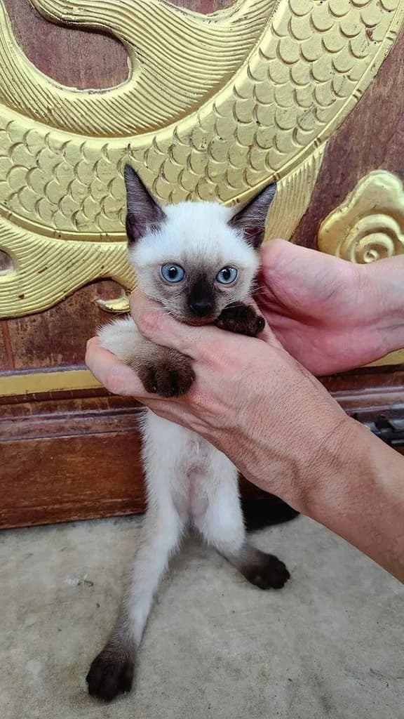 ลูกแมววิเชียรมาศแท้!!! (เหลือ2ตัวสุดท้ายจ้า)