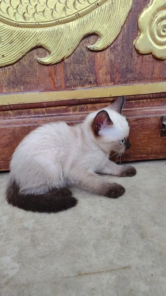 ลูกแมววิเชียรมาศแท้!!! (เหลือ2ตัวสุดท้ายจ้า)