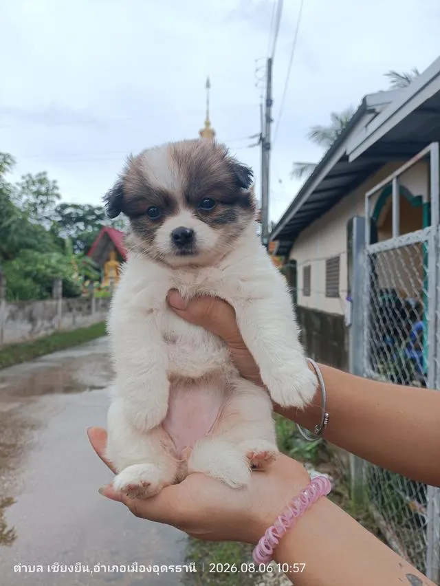 ชิสุปอมสุนัขพันธุ์เล็ก