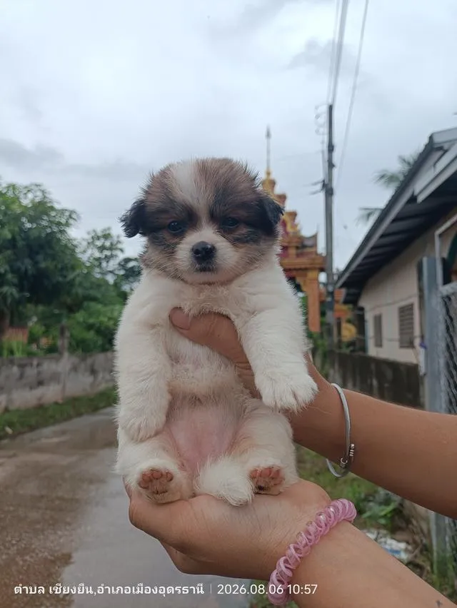 ชิสุปอมสุนัขพันธุ์เล็ก