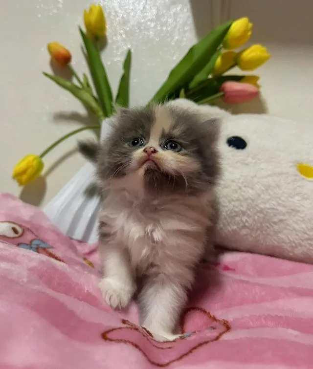 ลูกแมวเปอร์เซียแท้...