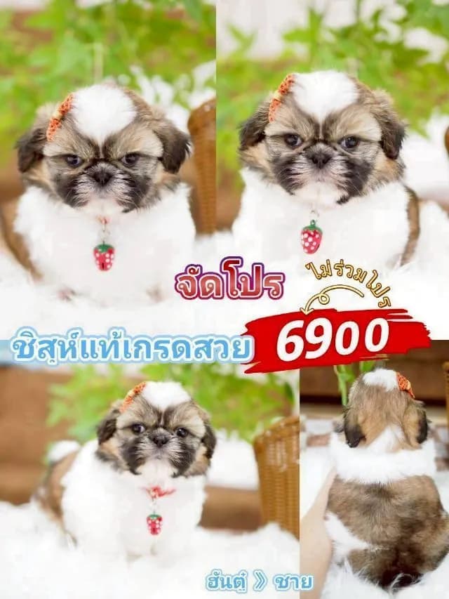ชิสุ