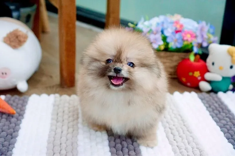 ปอมเมอเรเนียนแท้ สีRedmerle เพศผู้