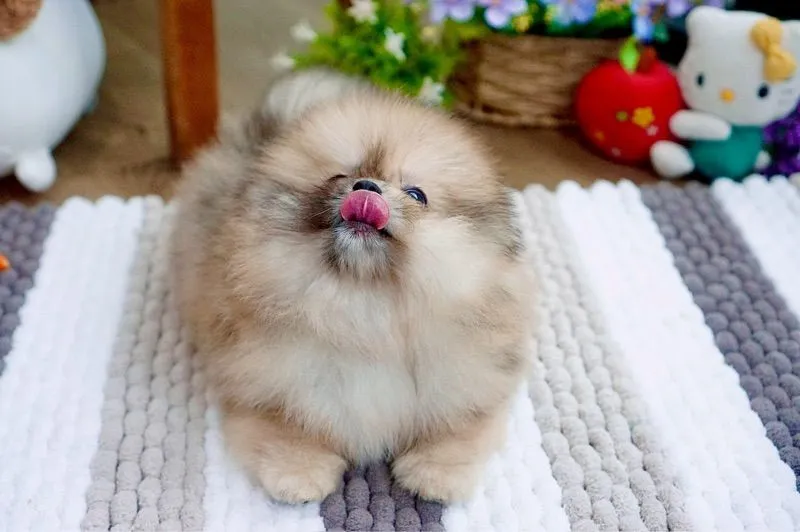 ปอมเมอเรเนียนแท้ สีRedmerle เพศผู้