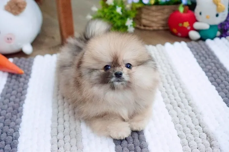 ปอมเมอเรเนียนแท้ สีRedmerle เพศผู้