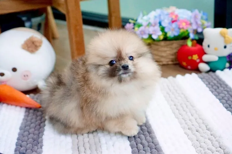 ปอมเมอเรเนียนแท้ สีRedmerle เพศผู้