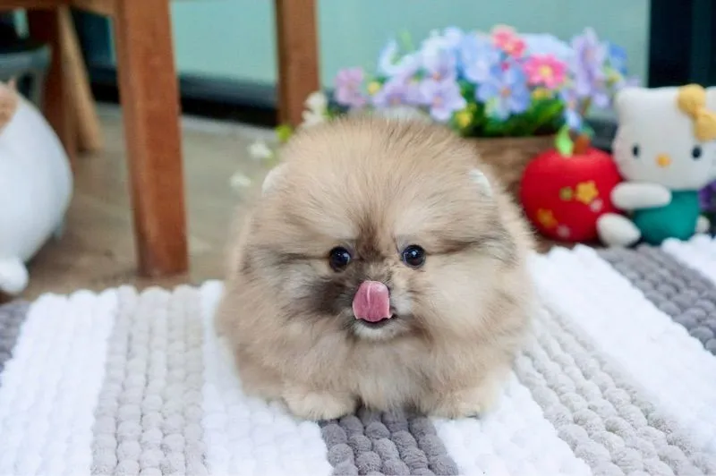 ปอมเมอเรเนียนแท้ สีRedmerle เพศผู้
