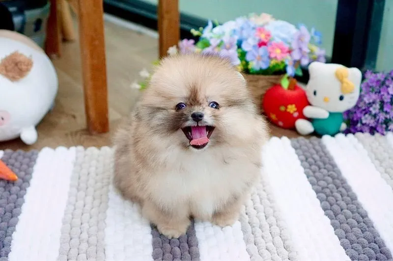 ปอมเมอเรเนียนแท้ สีRedmerle เพศผู้