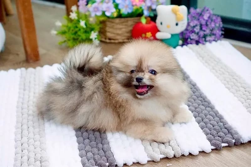 ปอมเมอเรเนียนแท้ สีRedmerle เพศผู้