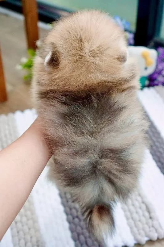 ปอมเมอเรเนียนแท้ สีRedmerle เพศผู้