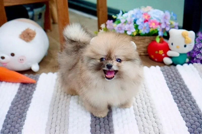 ปอมเมอเรเนียนแท้ สีRedmerle เพศผู้